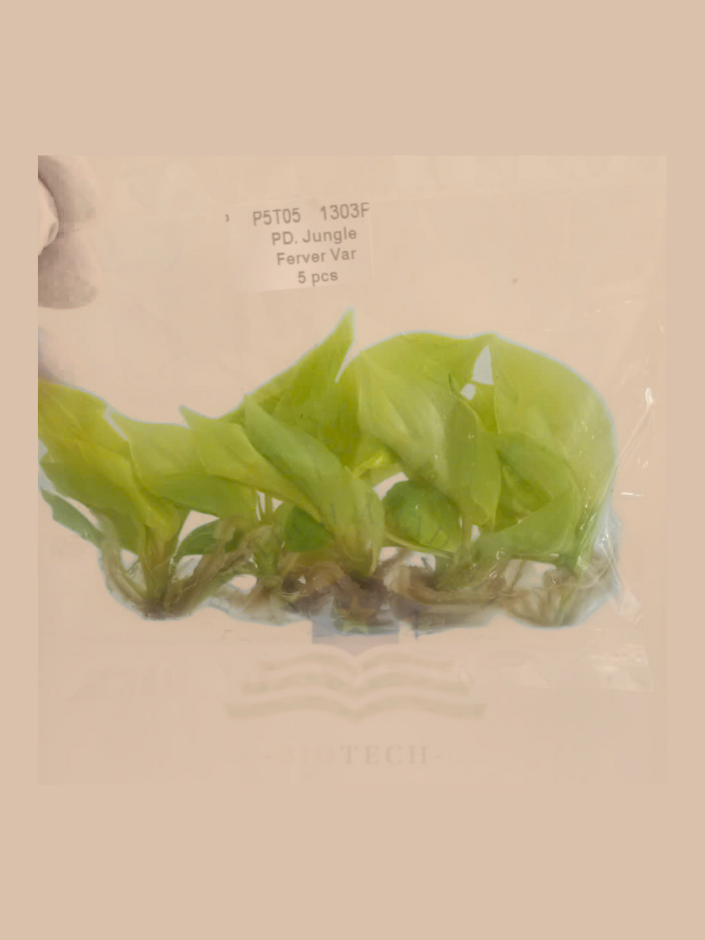 Philodendron jungle fever variegata cultivar reference, photo 5. Packaging and mature-plant images are illustrative; sold as 1 plant per bag.