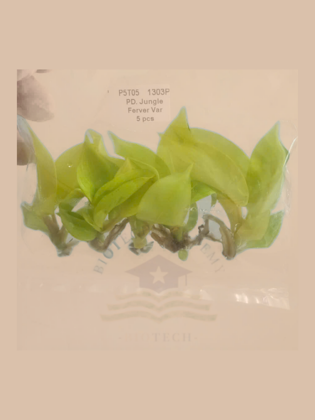 Philodendron jungle fever variegata cultivar reference, photo 6. Packaging and mature-plant images are illustrative; sold as 1 plant per bag.