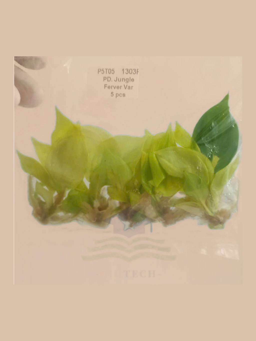 Philodendron jungle fever variegata cultivar reference, photo 7. Packaging and mature-plant images are illustrative; sold as 1 plant per bag.