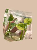 Anthurium Clarinervium Variegata cultivar reference. Packaging and mature-plant images are illustrative; sold as 1 plant per bag.