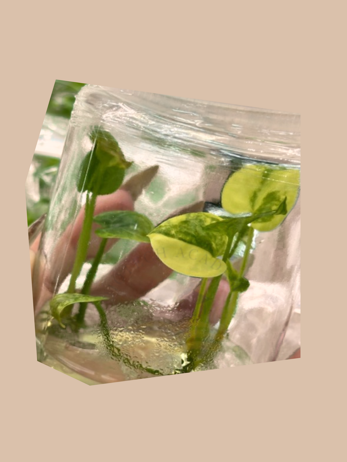 Anthurium Clarinervium Variegata cultivar reference. Packaging and mature-plant images are illustrative; sold as 1 plant per bag.