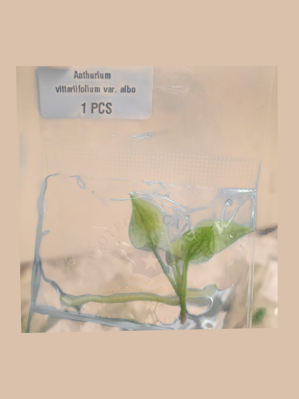 Anthurium vittariifolium var. albo cultivar reference. Packaging and mature-plant images are illustrative; sold as 1 plant per bag.