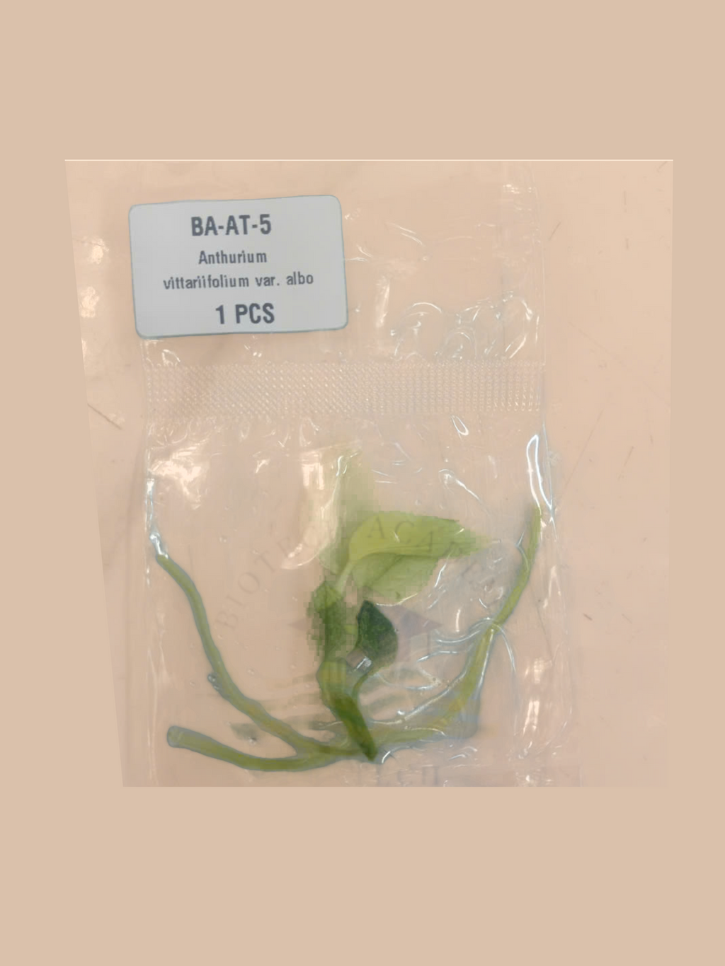 Anthurium vittariifolium var. albo cultivar reference, photo 2. Packaging and mature-plant images are illustrative; sold as 1 plant per bag.