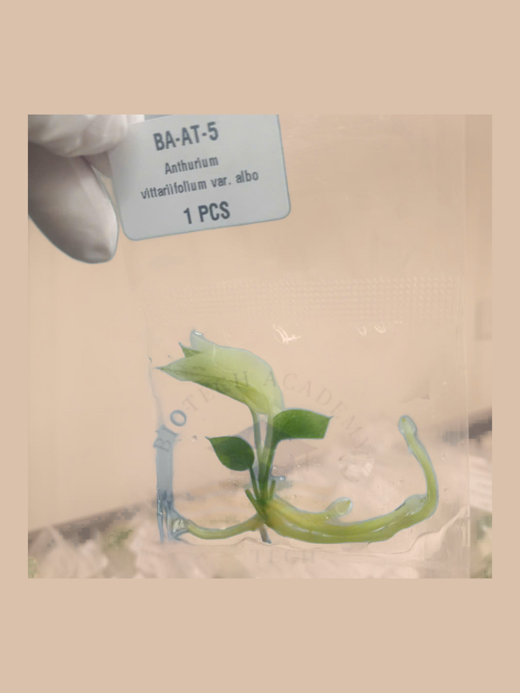 Anthurium vittariifolium var. albo cultivar reference, photo 3. Packaging and mature-plant images are illustrative; sold as 1 plant per bag.