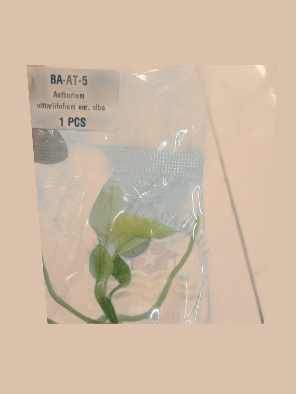Anthurium vittariifolium var. albo cultivar reference, photo 4. Packaging and mature-plant images are illustrative; sold as 1 plant per bag.