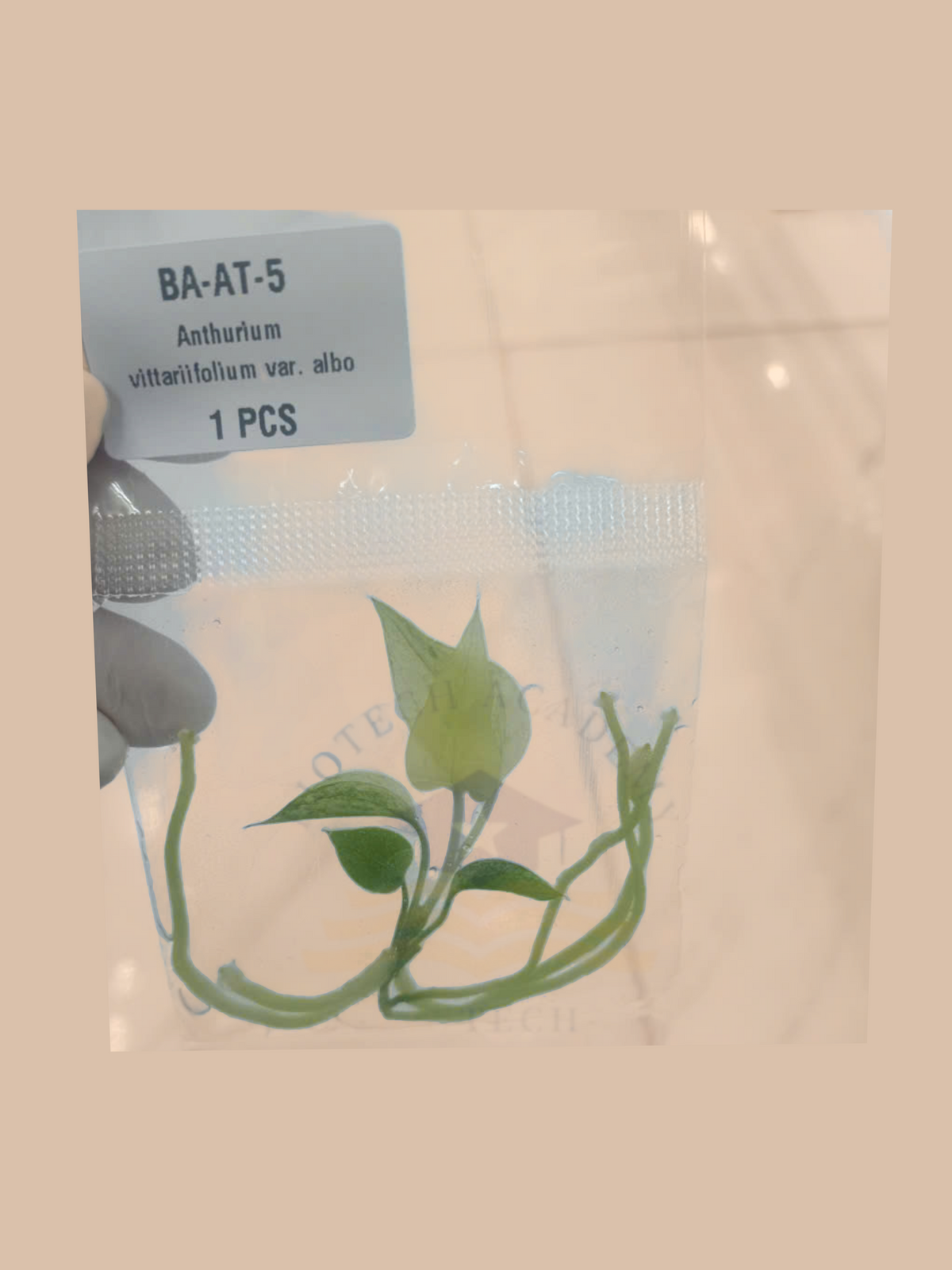 Anthurium vittariifolium var. albo cultivar reference, photo 5. Packaging and mature-plant images are illustrative; sold as 1 plant per bag.
