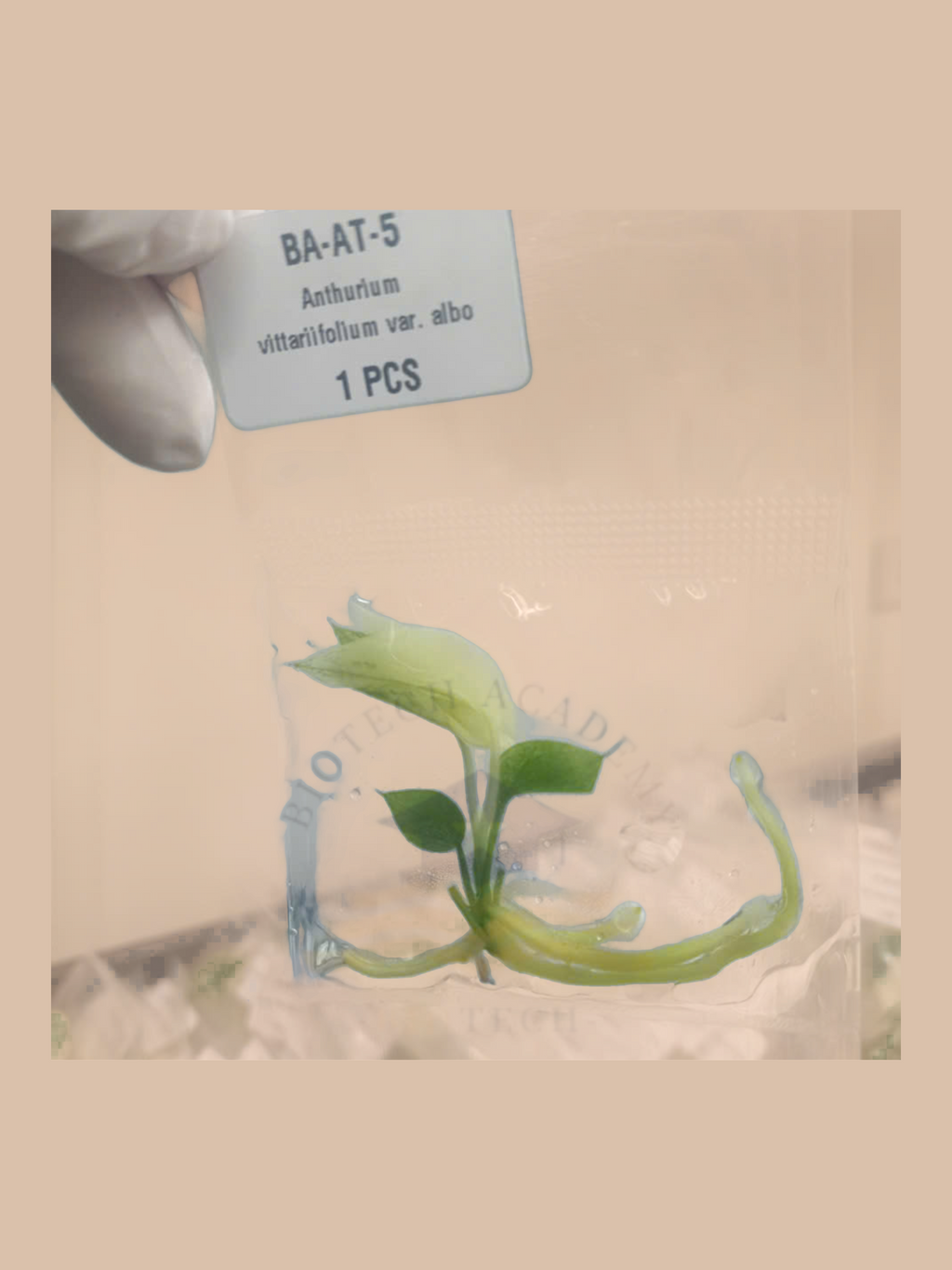 Anthurium vittariifolium var. albo cultivar reference, photo 6. Packaging and mature-plant images are illustrative; sold as 1 plant per bag.