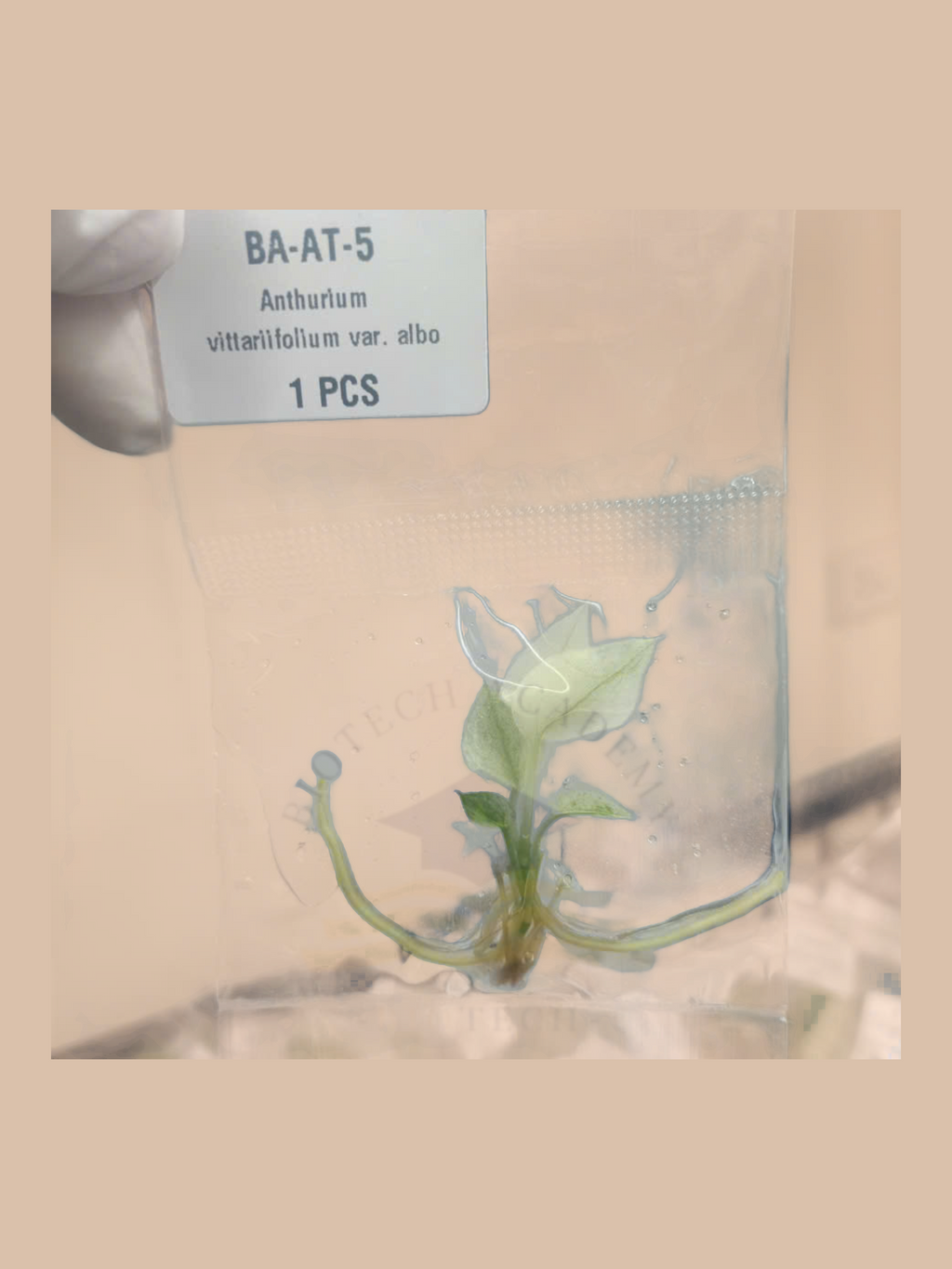 Anthurium vittariifolium var. albo cultivar reference, photo 7. Packaging and mature-plant images are illustrative; sold as 1 plant per bag.
