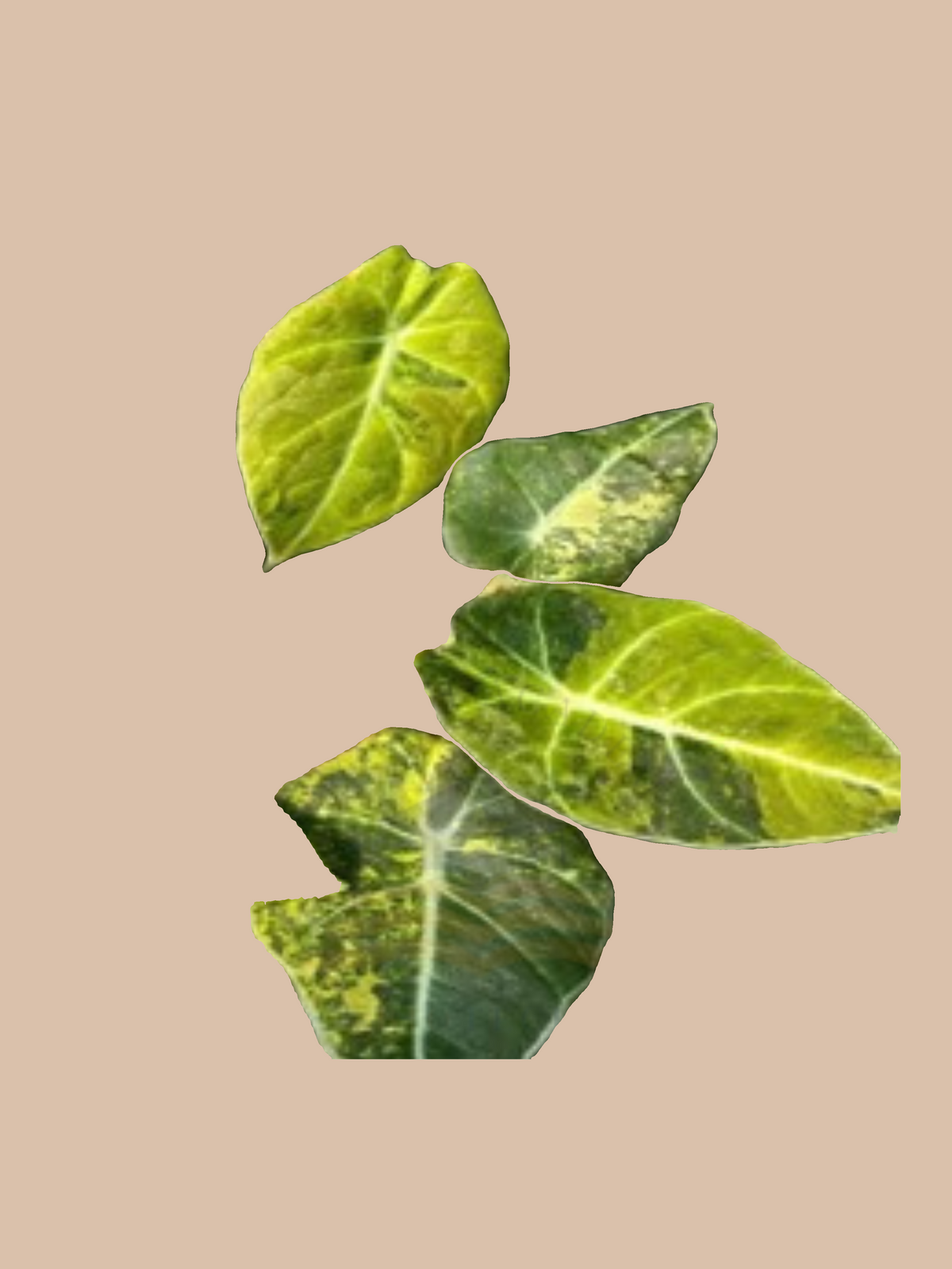 Alocasia ‘Black Velvet’ Aurea cultivar reference, photo 2. Packaging and mature-plant images are illustrative; sold as 1 plant per bag.