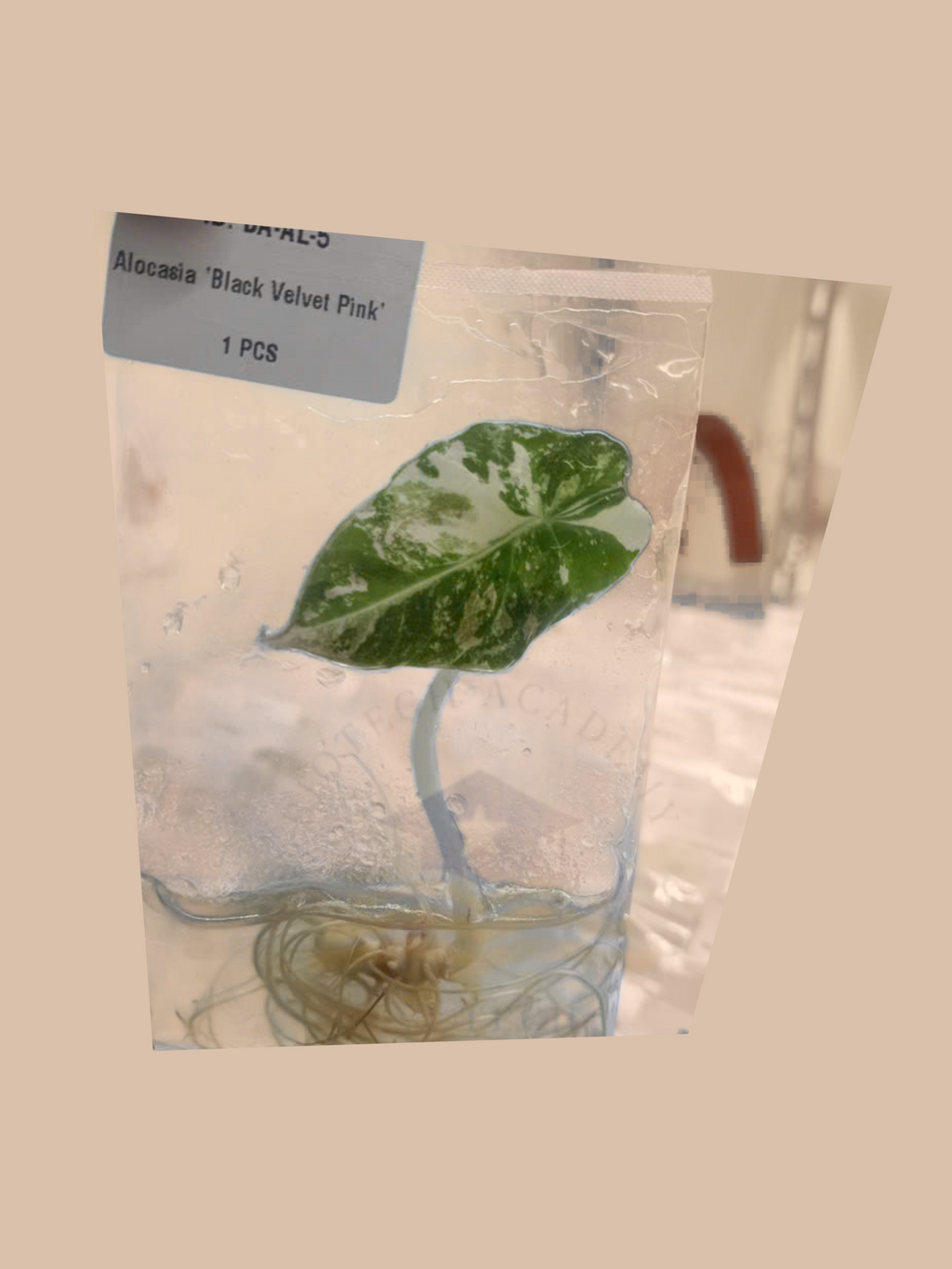Alocasia ‘Black Velvet Pink’ cultivar reference, photo 4. Packaging and mature-plant images are illustrative; sold as 1 plant per bag.