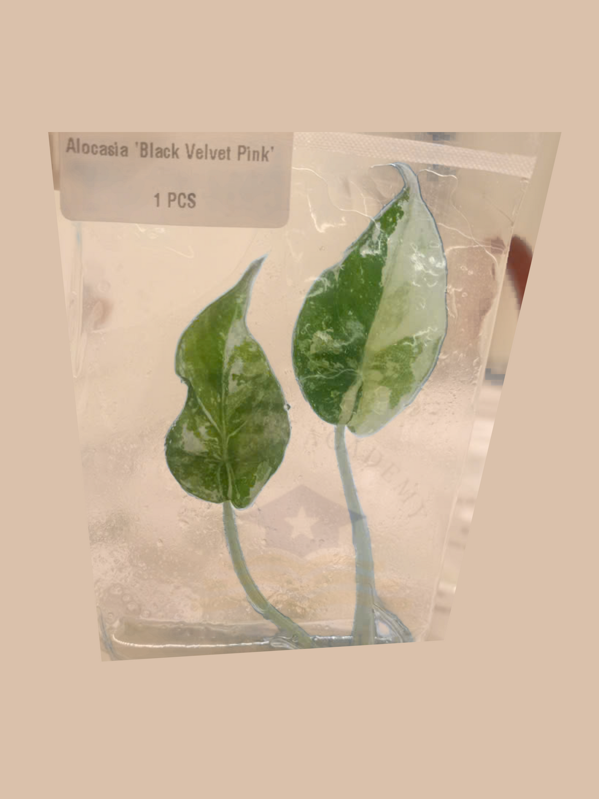 Alocasia ‘Black Velvet Pink’ cultivar reference, photo 5. Packaging and mature-plant images are illustrative; sold as 1 plant per bag.