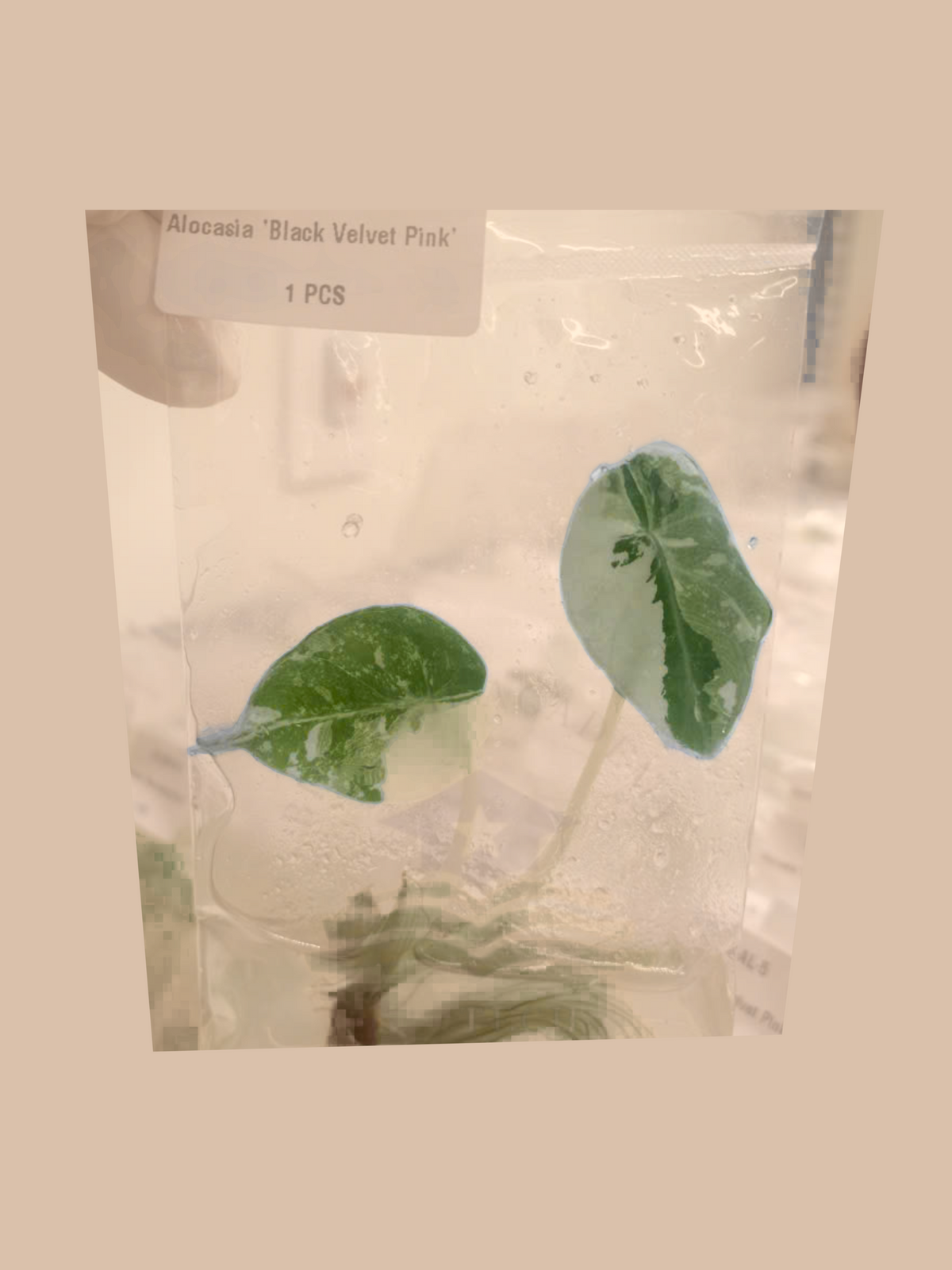 Alocasia ‘Black Velvet Pink’ cultivar reference, photo 7. Packaging and mature-plant images are illustrative; sold as 1 plant per bag.