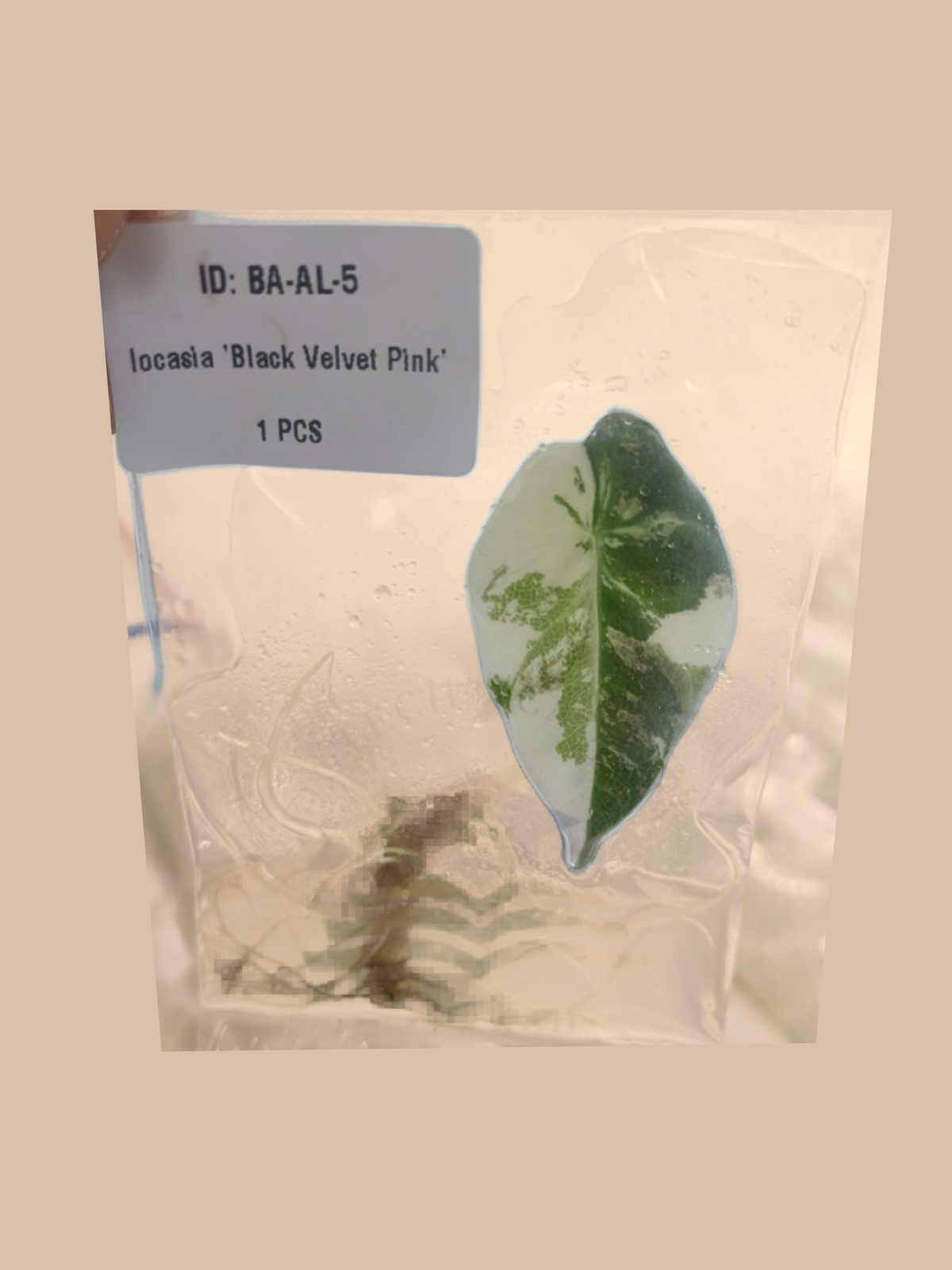 Alocasia ‘Black Velvet Pink’ cultivar reference, photo 9. Packaging and mature-plant images are illustrative; sold as 1 plant per bag.