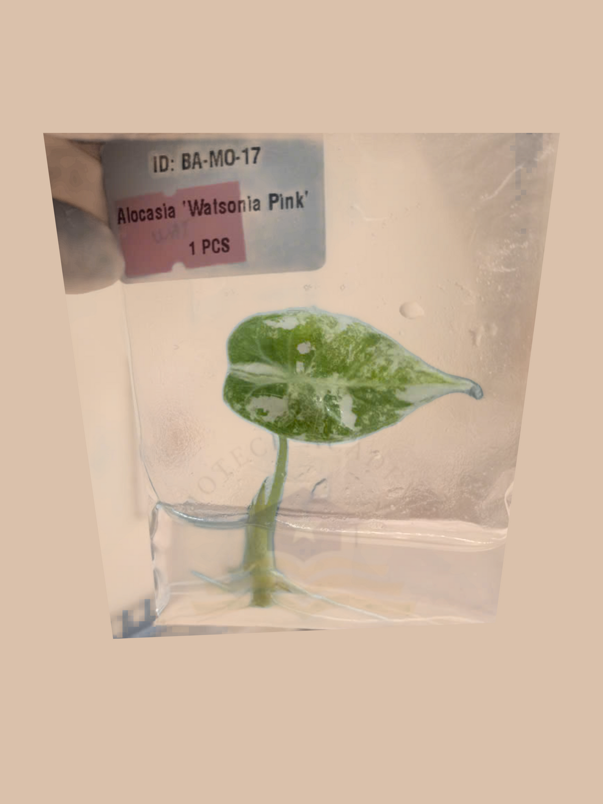 Alocasia watsoniana ‘Doff Pink’ cultivar reference. Packaging and mature-plant images are illustrative; sold as 1 plant per bag.