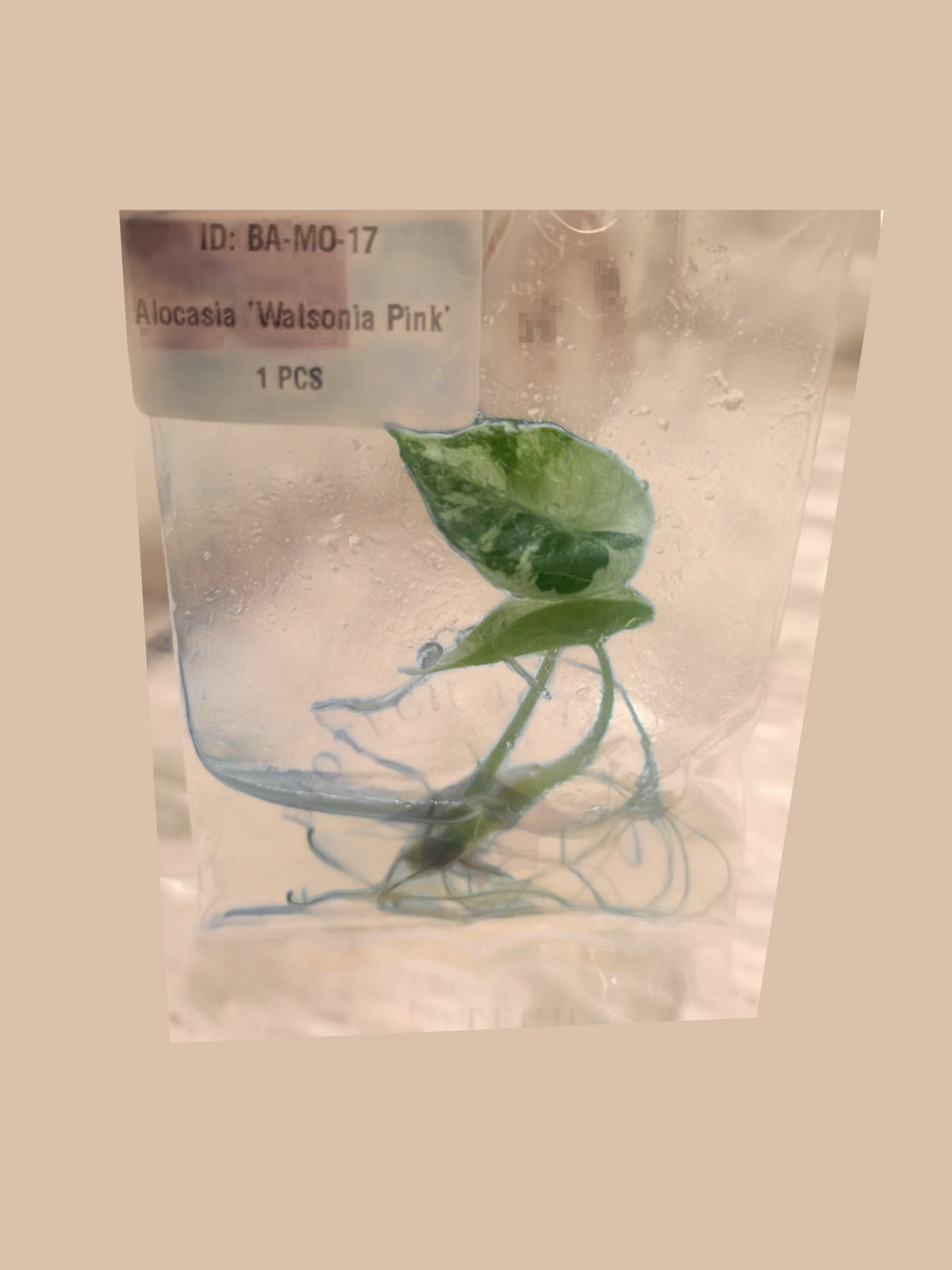 Alocasia watsoniana ‘Doff Pink’ cultivar reference, photo 2. Packaging and mature-plant images are illustrative; sold as 1 plant per bag.