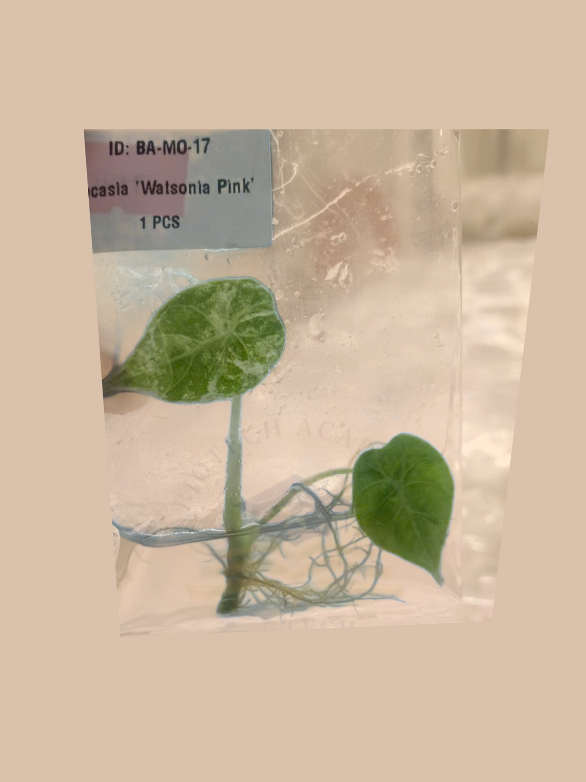 Alocasia watsoniana ‘Doff Pink’ cultivar reference, photo 3. Packaging and mature-plant images are illustrative; sold as 1 plant per bag.