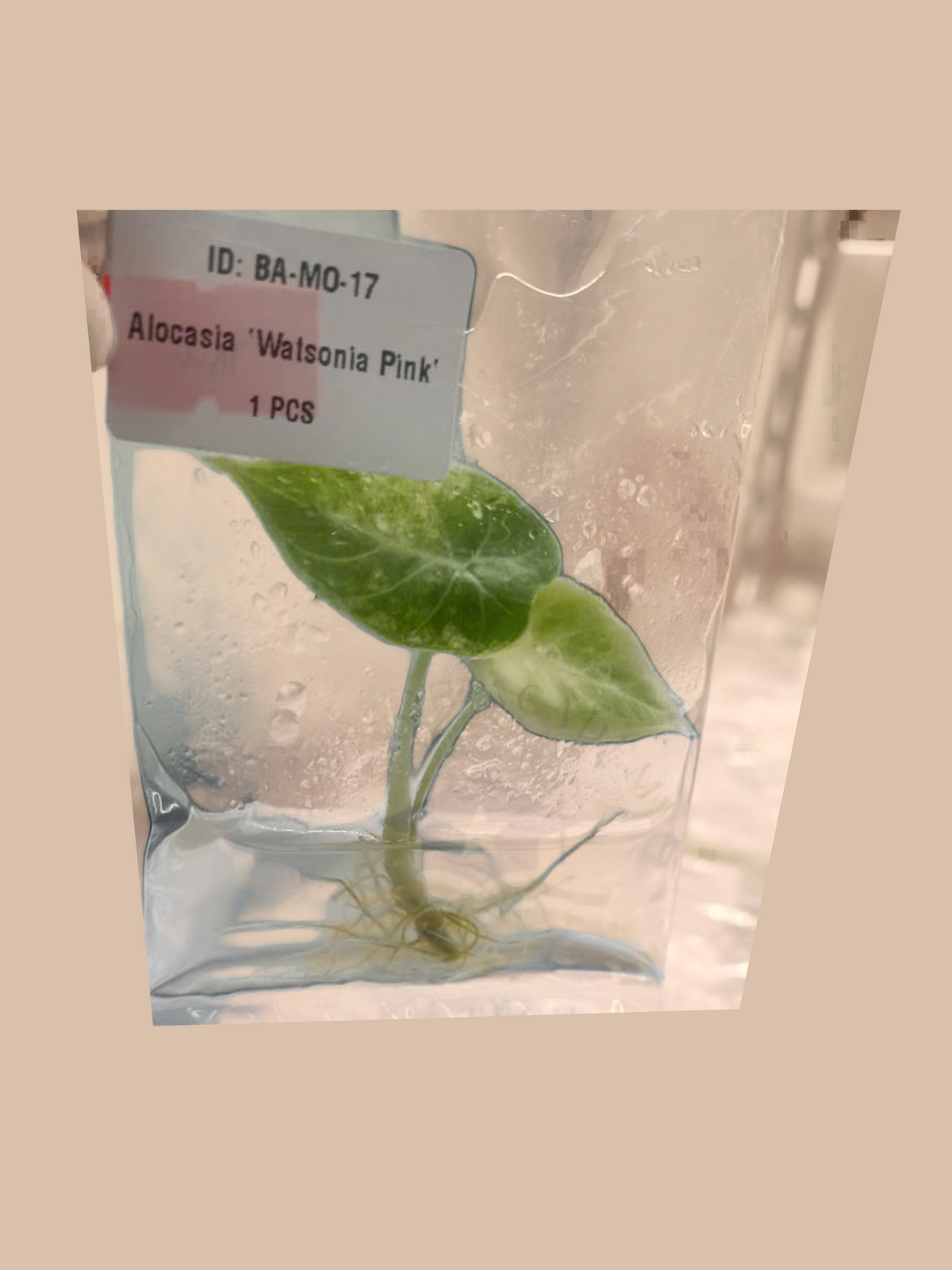 Alocasia watsoniana ‘Doff Pink’ cultivar reference, photo 5. Packaging and mature-plant images are illustrative; sold as 1 plant per bag.