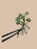 Spathiphyllum ‘Sensation’ Variegated cultivar reference. Packaging and mature-plant images are illustrative; sold as 1 plant per bag.