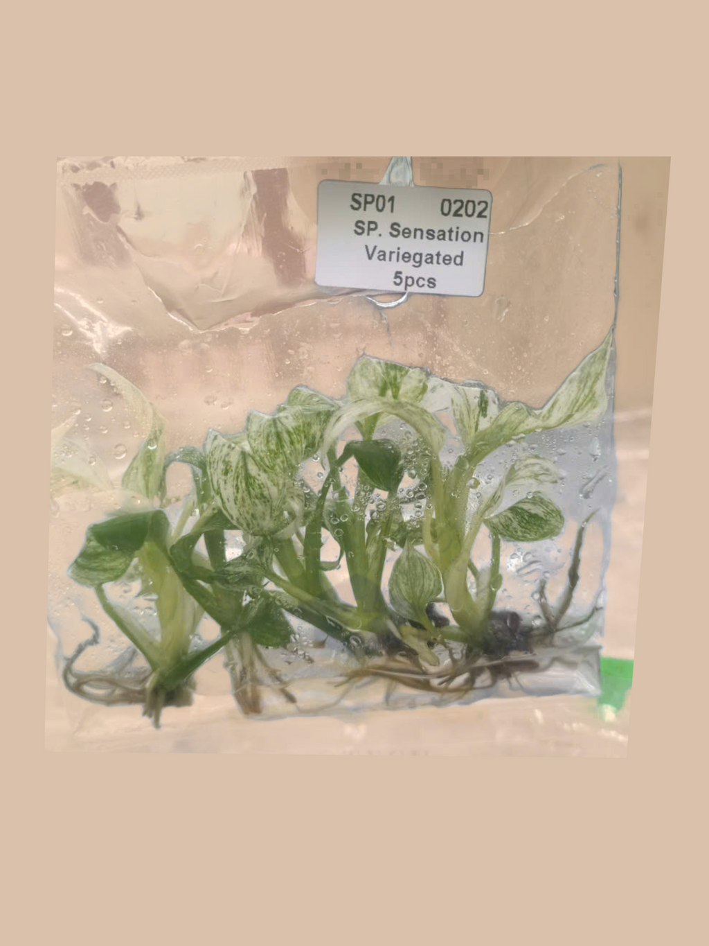 Spathiphyllum ‘Sensation’ Variegated cultivar reference, photo 2. Packaging and mature-plant images are illustrative; sold as 1 plant per bag.