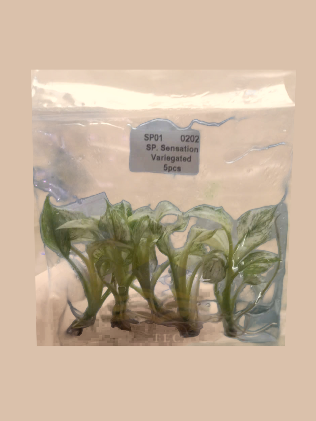 Spathiphyllum ‘Sensation’ Variegated cultivar reference, photo 3. Packaging and mature-plant images are illustrative; sold as 1 plant per bag.