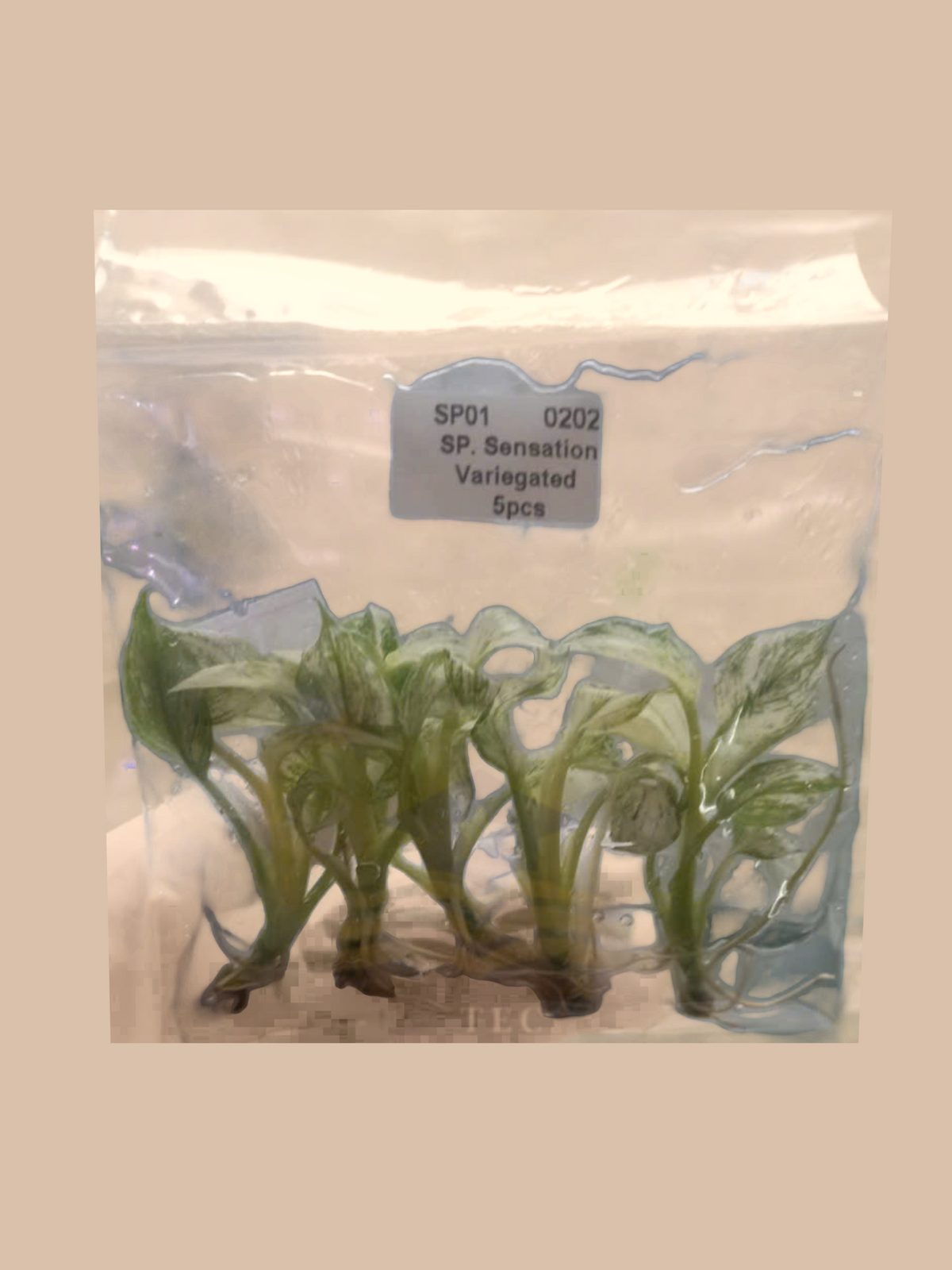 Spathiphyllum ‘Sensation’ Variegated cultivar reference, photo 3. Packaging and mature-plant images are illustrative; sold as 1 plant per bag.
