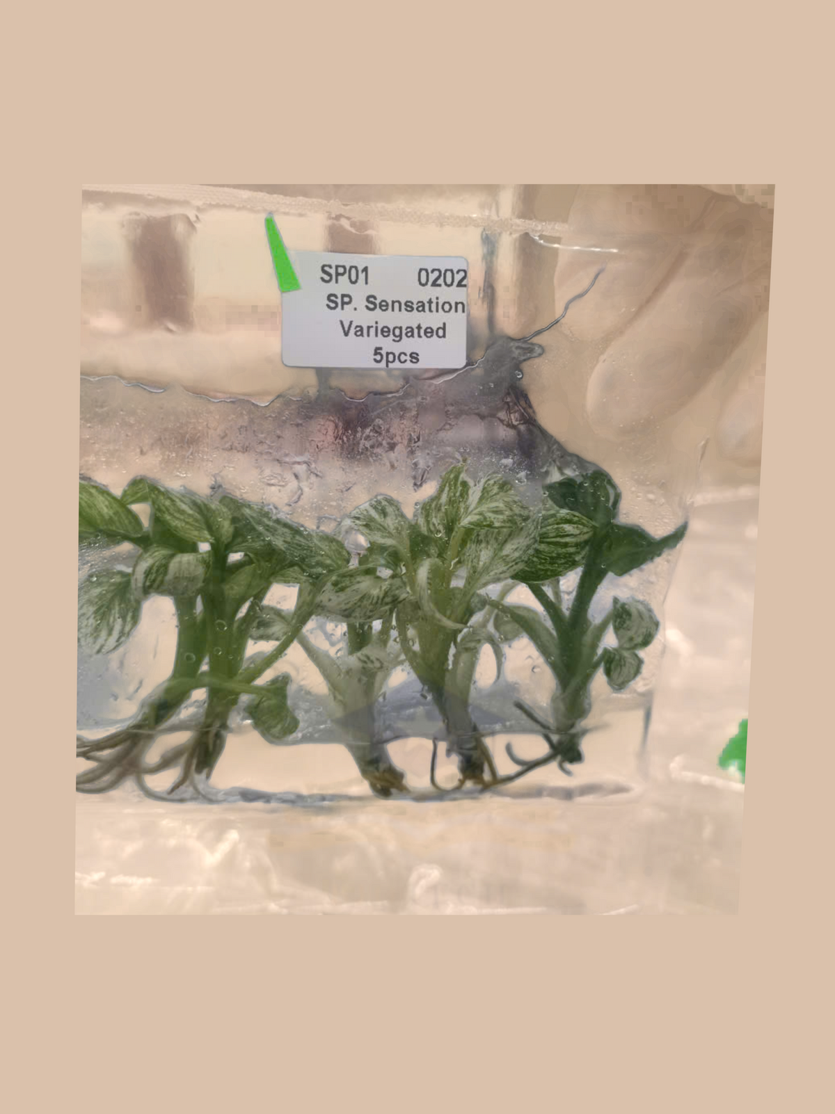 Spathiphyllum ‘Sensation’ Variegated cultivar reference, photo 4. Packaging and mature-plant images are illustrative; sold as 1 plant per bag.