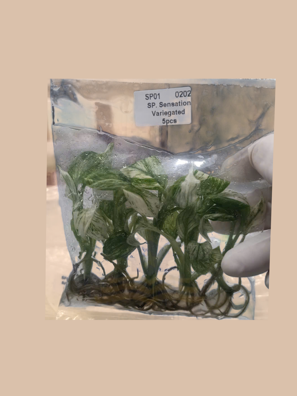 Spathiphyllum ‘Sensation’ Variegated cultivar reference, photo 5. Packaging and mature-plant images are illustrative; sold as 1 plant per bag.