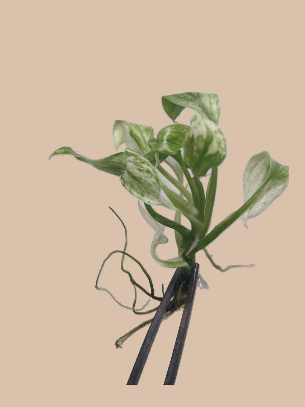 Spathiphyllum ‘Sensation’ Variegated cultivar reference, photo 6. Packaging and mature-plant images are illustrative; sold as 1 plant per bag.