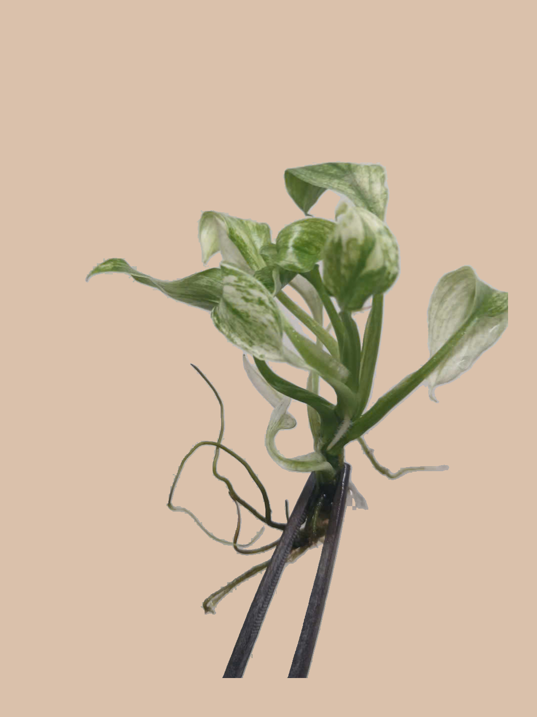 Spathiphyllum ‘Sensation’ Variegated cultivar reference, photo 6. Packaging and mature-plant images are illustrative; sold as 1 plant per bag.