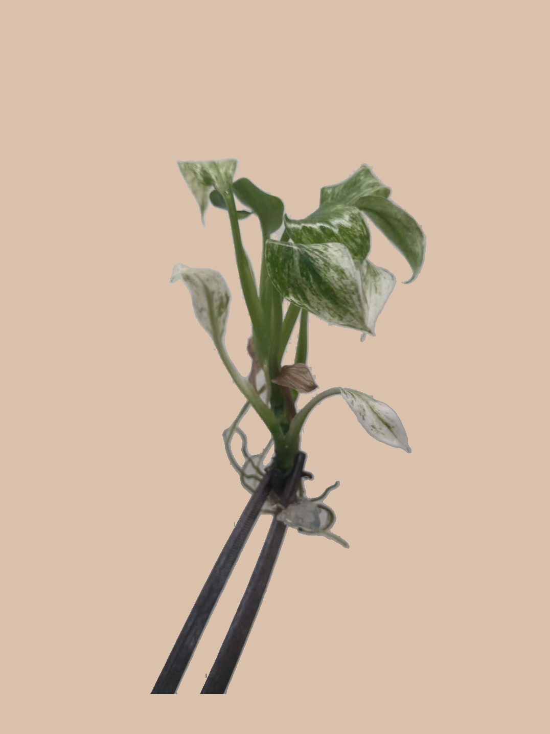 Spathiphyllum ‘Sensation’ Variegated cultivar reference, photo 7. Packaging and mature-plant images are illustrative; sold as 1 plant per bag.