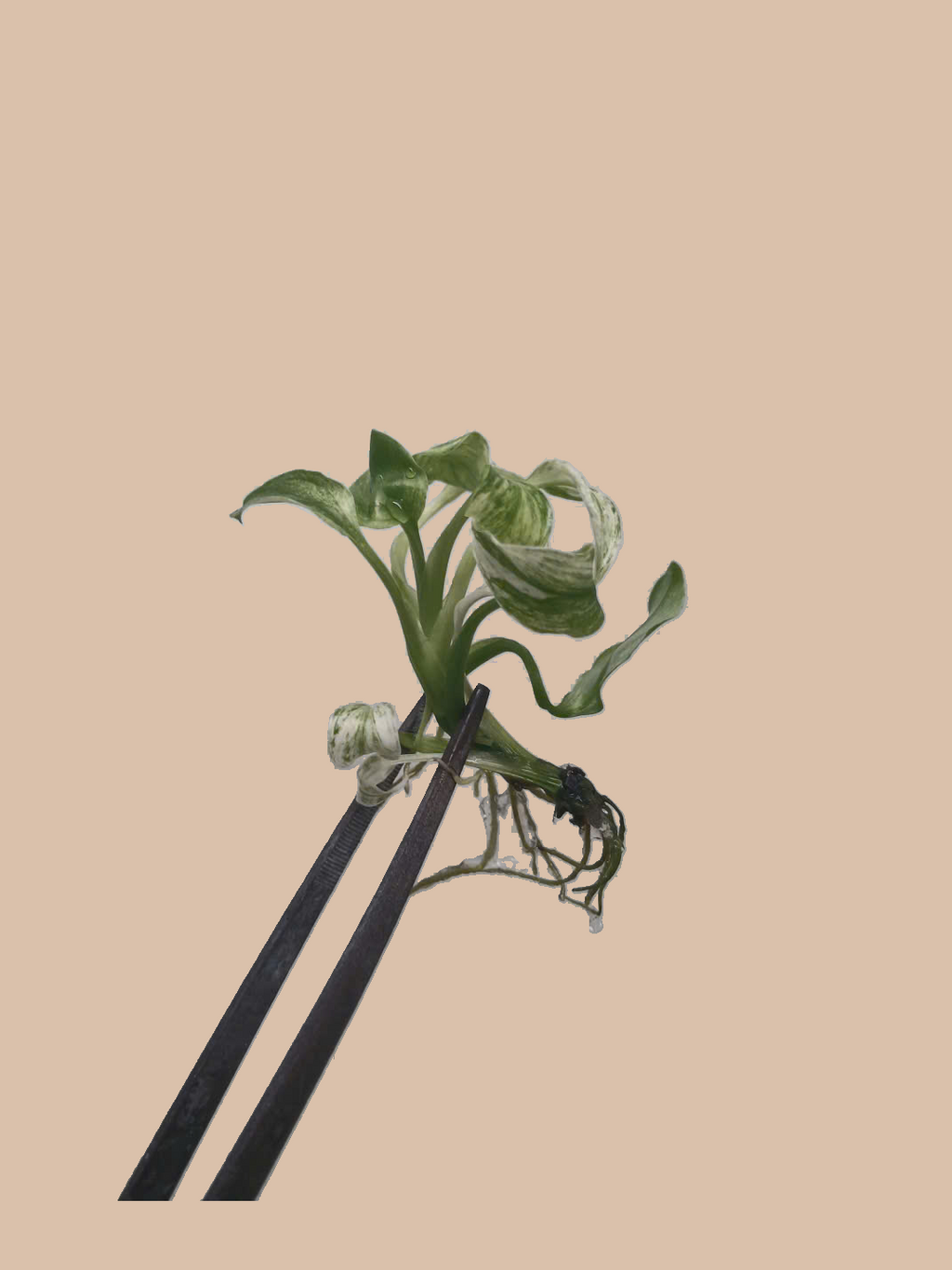 Spathiphyllum ‘Sensation’ Variegated cultivar reference, photo 8. Packaging and mature-plant images are illustrative; sold as 1 plant per bag.