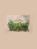 Epipremnum giganteum ‘Variegated’ cultivar reference. Packaging and mature-plant images are illustrative; sold as 1 plant per bag.