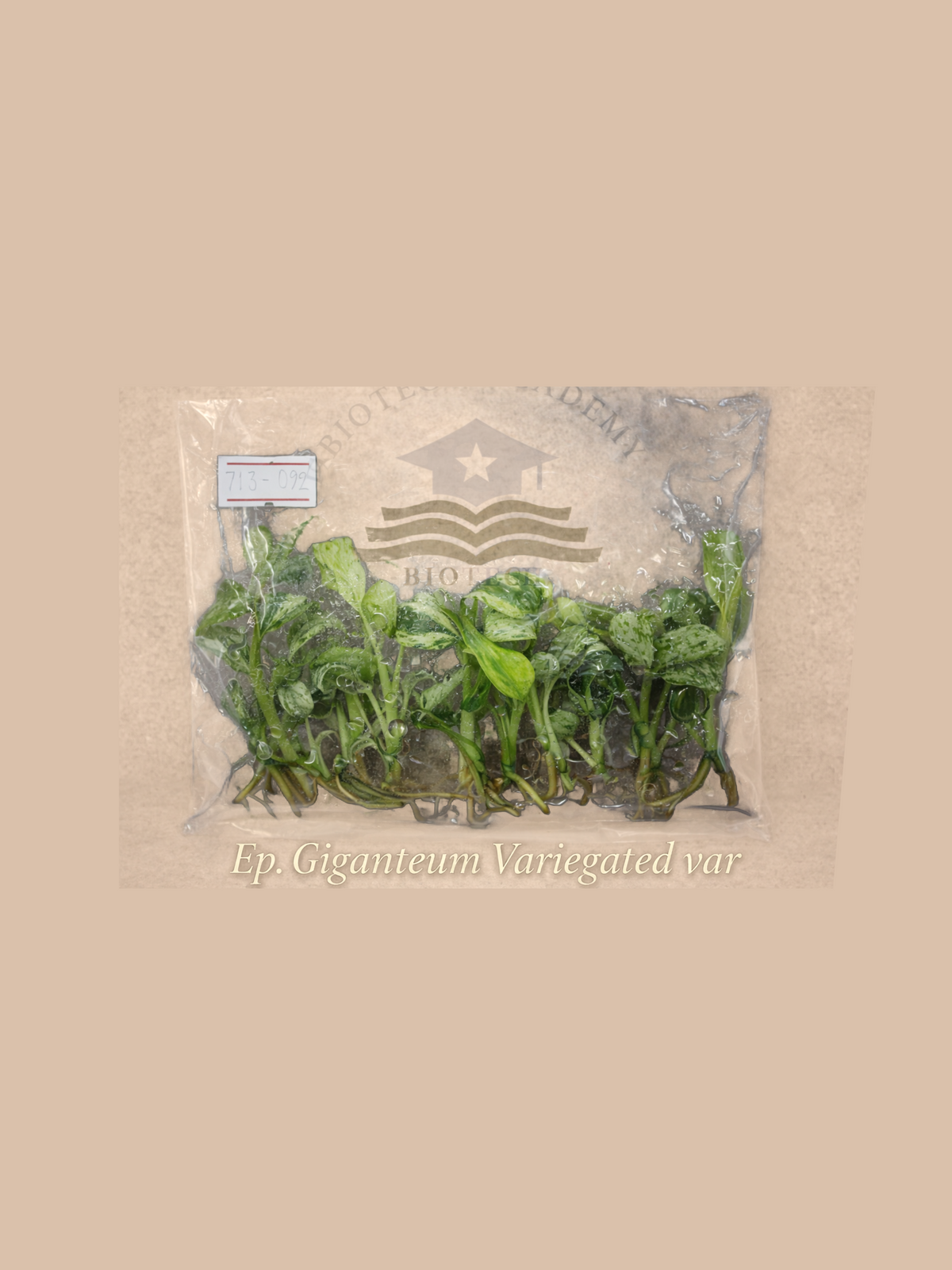 Epipremnum giganteum ‘Variegated’ cultivar reference. Packaging and mature-plant images are illustrative; sold as 1 plant per bag.