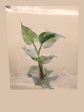 Anthurium hookeri ‘Variegated’ cultivar reference. Packaging and mature-plant images are illustrative; sold as 1 plant per bag.
