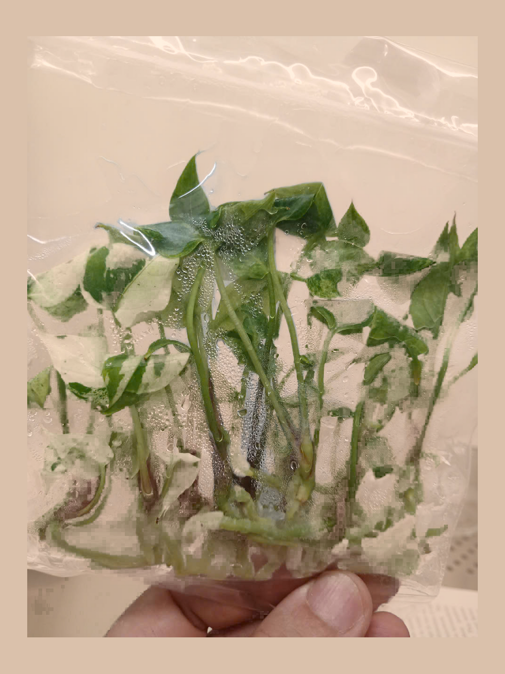 Anthurium hookeri ‘Variegated’ cultivar reference, photo 2. Packaging and mature-plant images are illustrative; sold as 1 plant per bag.