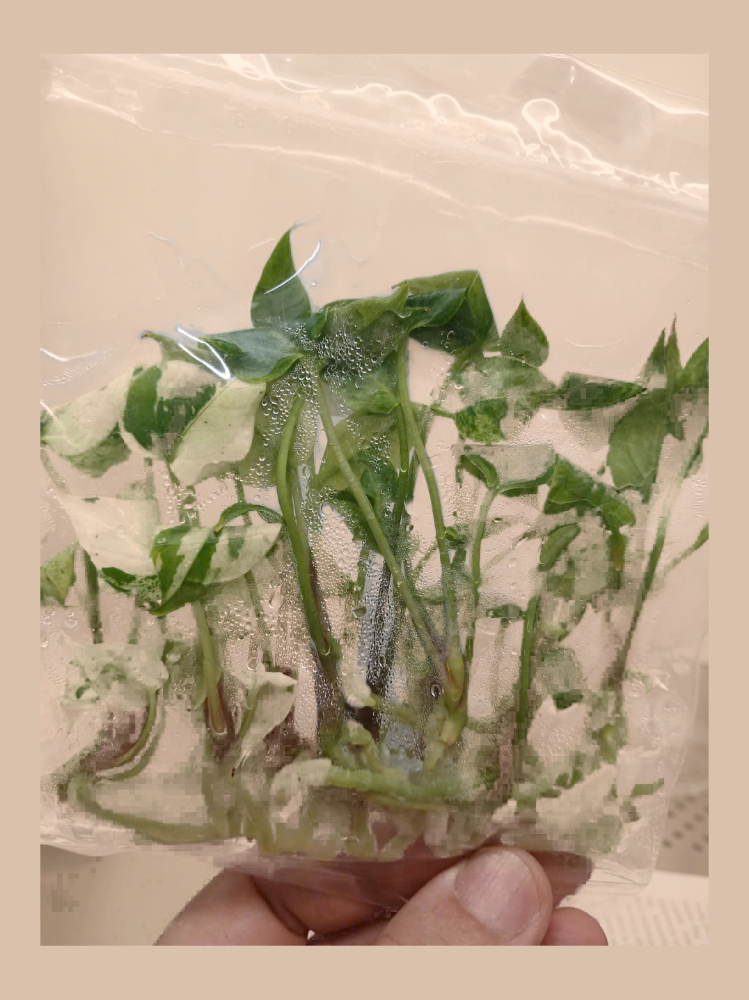 Anthurium hookeri ‘Variegated’ cultivar reference, photo 2. Packaging and mature-plant images are illustrative; sold as 1 plant per bag.