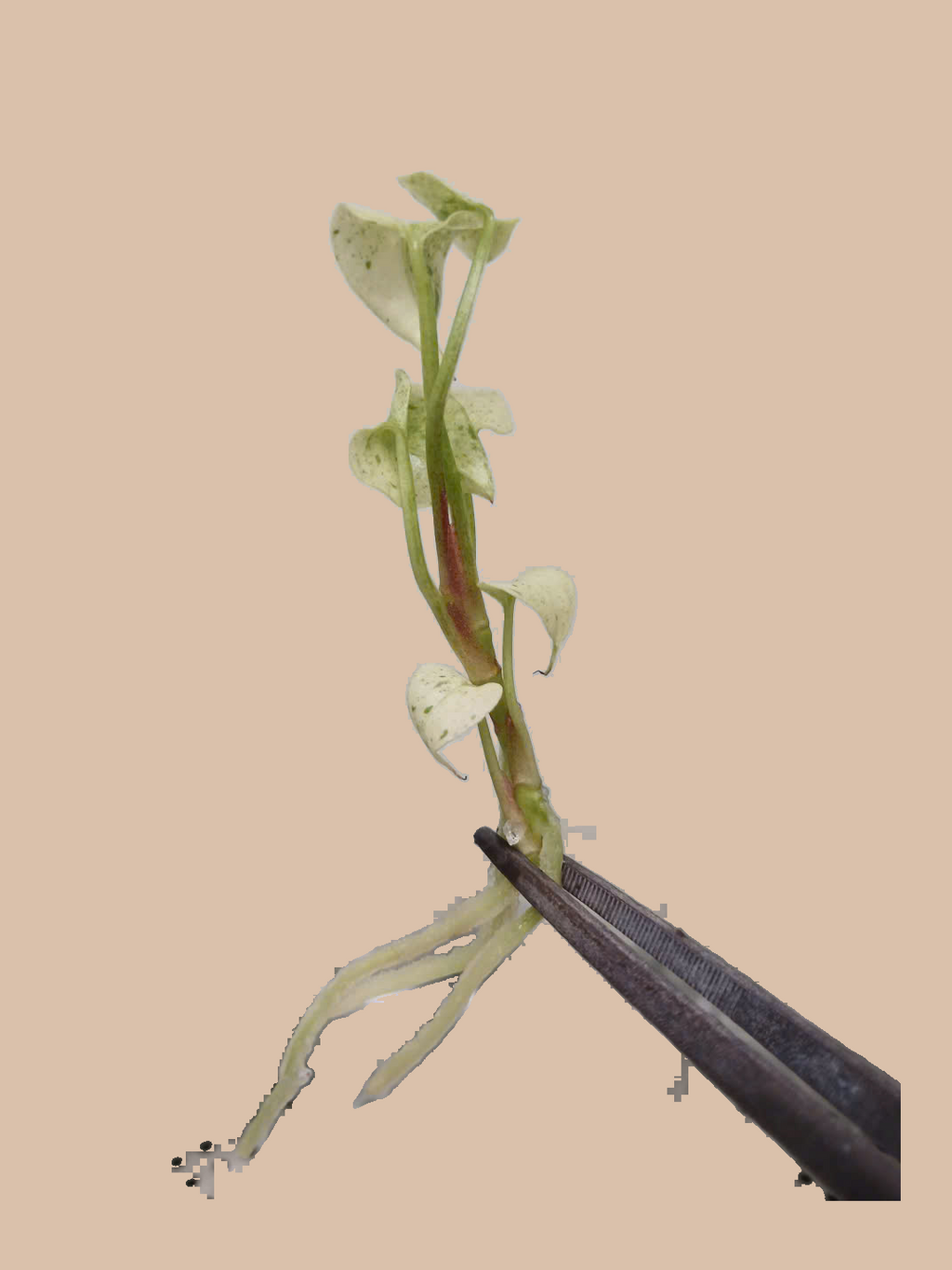 Anthurium hookeri ‘Variegated’ cultivar reference, photo 4. Packaging and mature-plant images are illustrative; sold as 1 plant per bag.