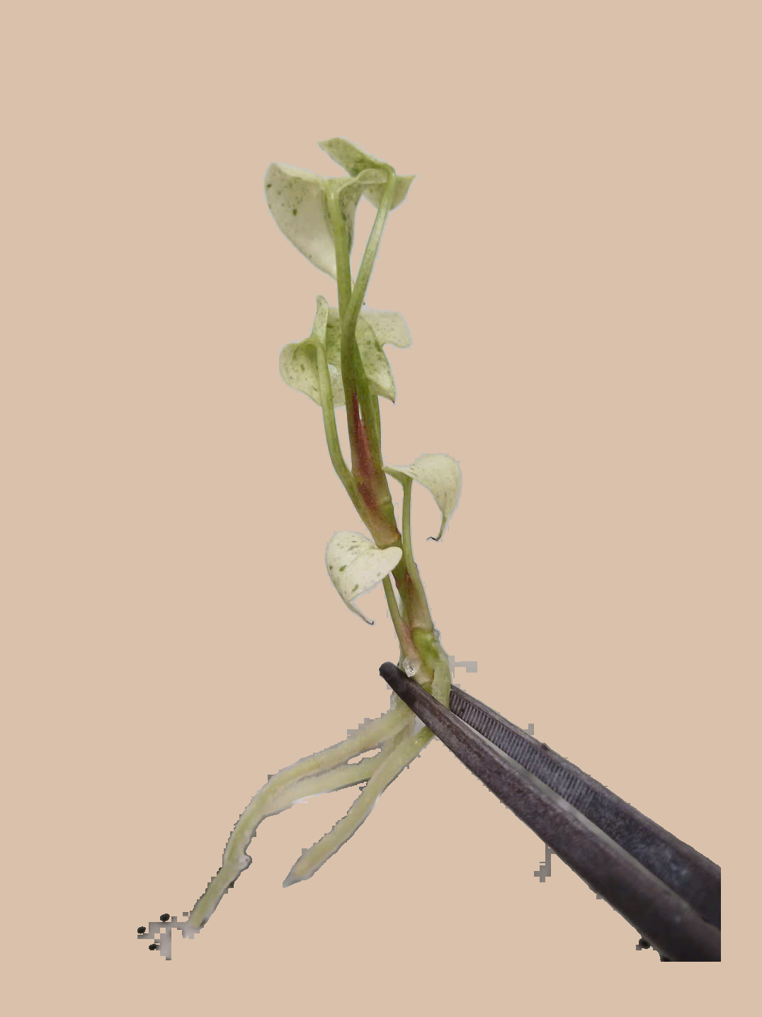 Anthurium hookeri ‘Variegated’ cultivar reference, photo 4. Packaging and mature-plant images are illustrative; sold as 1 plant per bag.