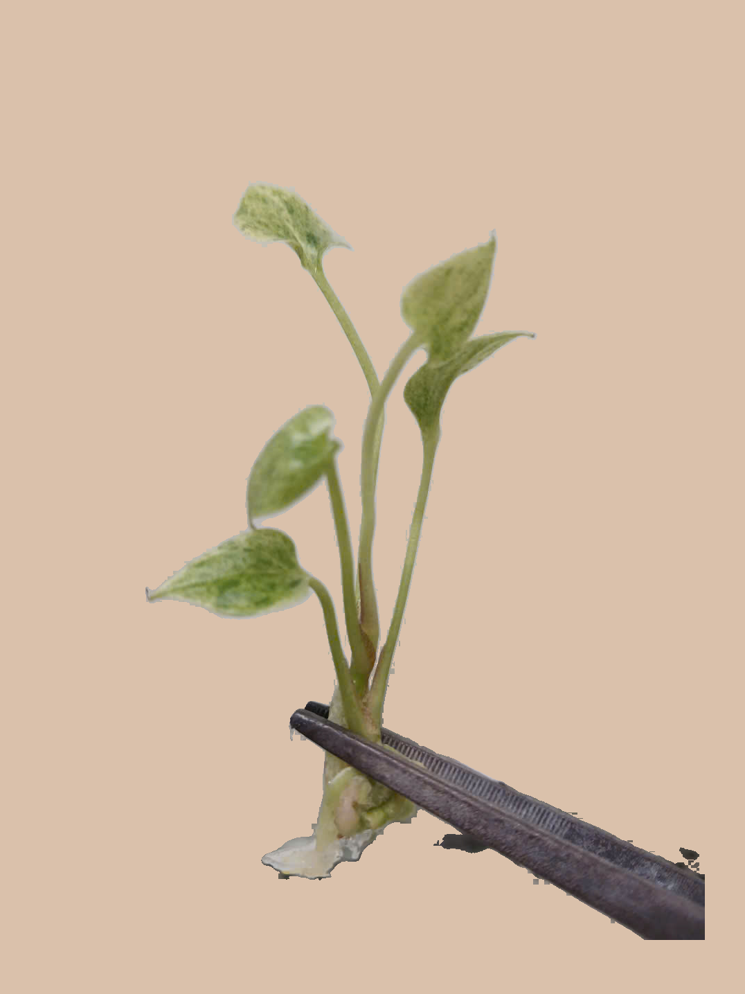 Anthurium hookeri ‘Variegated’ cultivar reference, photo 5. Packaging and mature-plant images are illustrative; sold as 1 plant per bag.