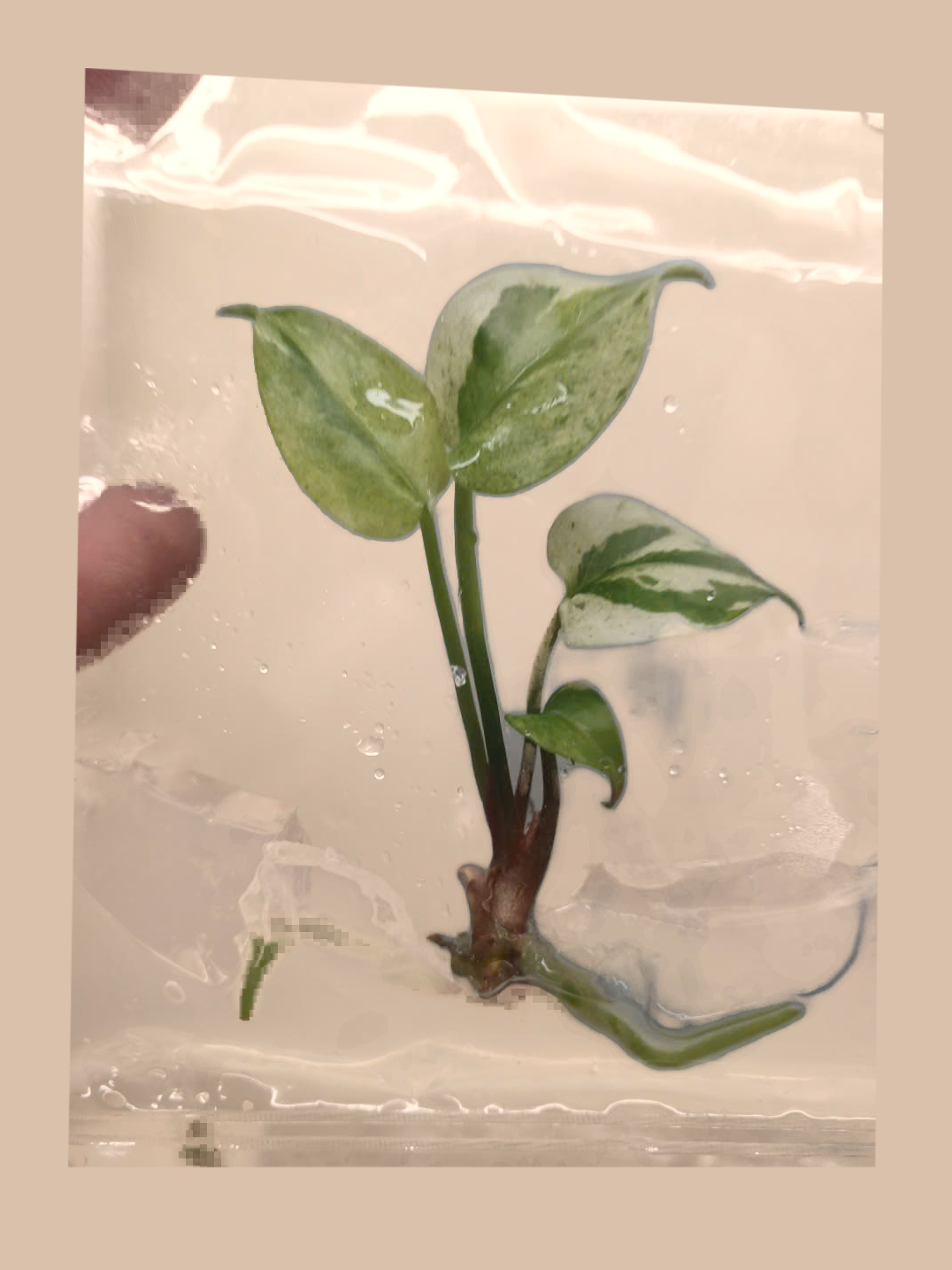 Anthurium hookeri ‘Variegated’ cultivar reference, photo 6. Packaging and mature-plant images are illustrative; sold as 1 plant per bag.