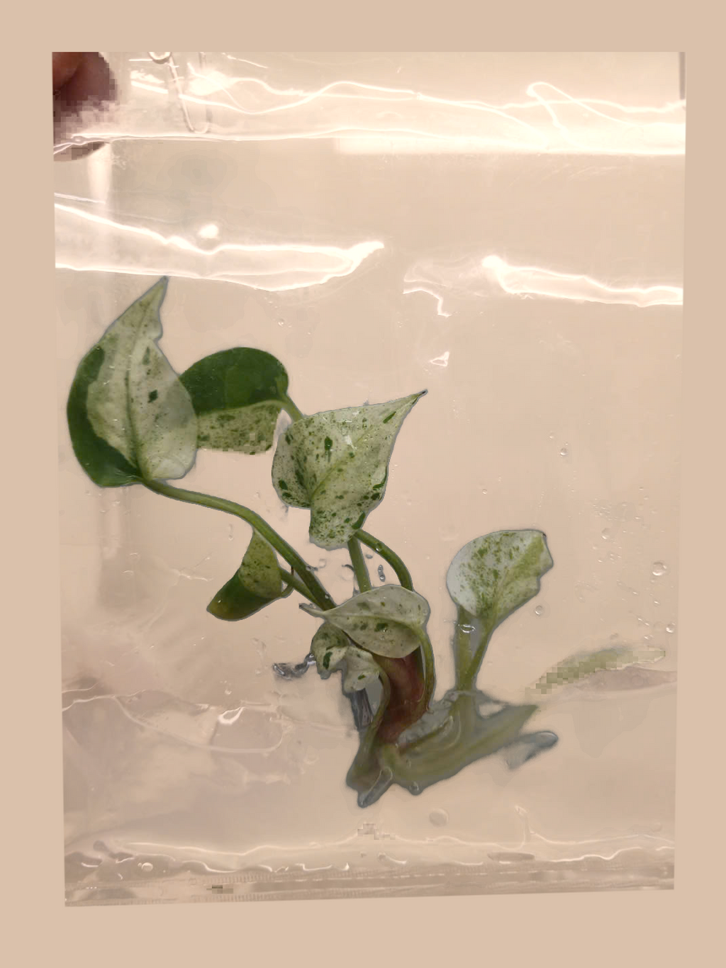 Anthurium hookeri ‘Variegated’ cultivar reference, photo 7. Packaging and mature-plant images are illustrative; sold as 1 plant per bag.