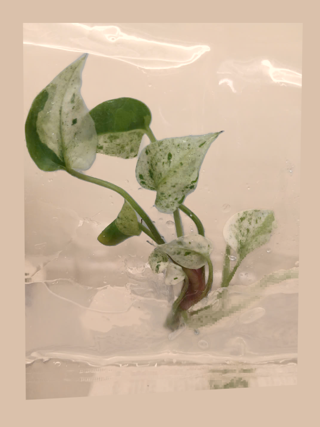Anthurium hookeri ‘Variegated’ cultivar reference, photo 8. Packaging and mature-plant images are illustrative; sold as 1 plant per bag.