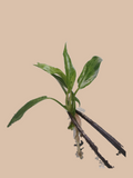 Philodendron Minarum Variegated cultivar reference. Packaging and mature-plant images are illustrative; sold as 1 plant per bag.