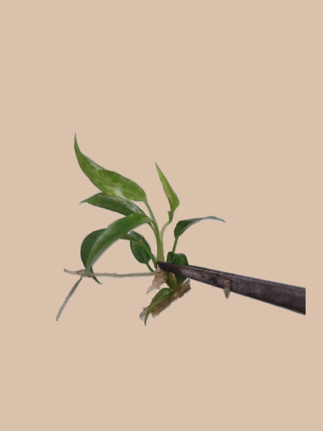 Philodendron Minarum Variegated cultivar reference, photo 2. Packaging and mature-plant images are illustrative; sold as 1 plant per bag.