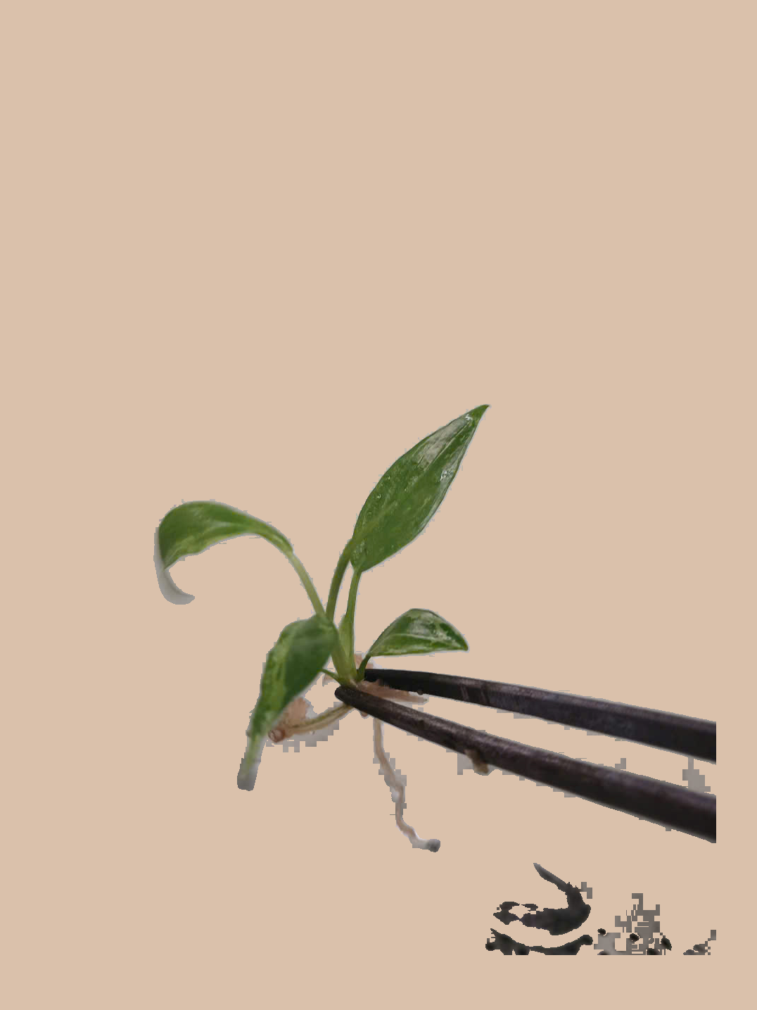 Philodendron Minarum Variegated cultivar reference, photo 3. Packaging and mature-plant images are illustrative; sold as 1 plant per bag.
