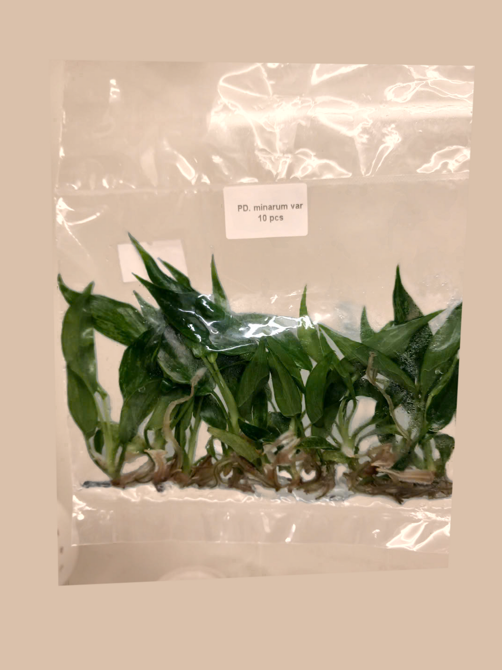 Philodendron Minarum Variegated cultivar reference, photo 4. Packaging and mature-plant images are illustrative; sold as 1 plant per bag.