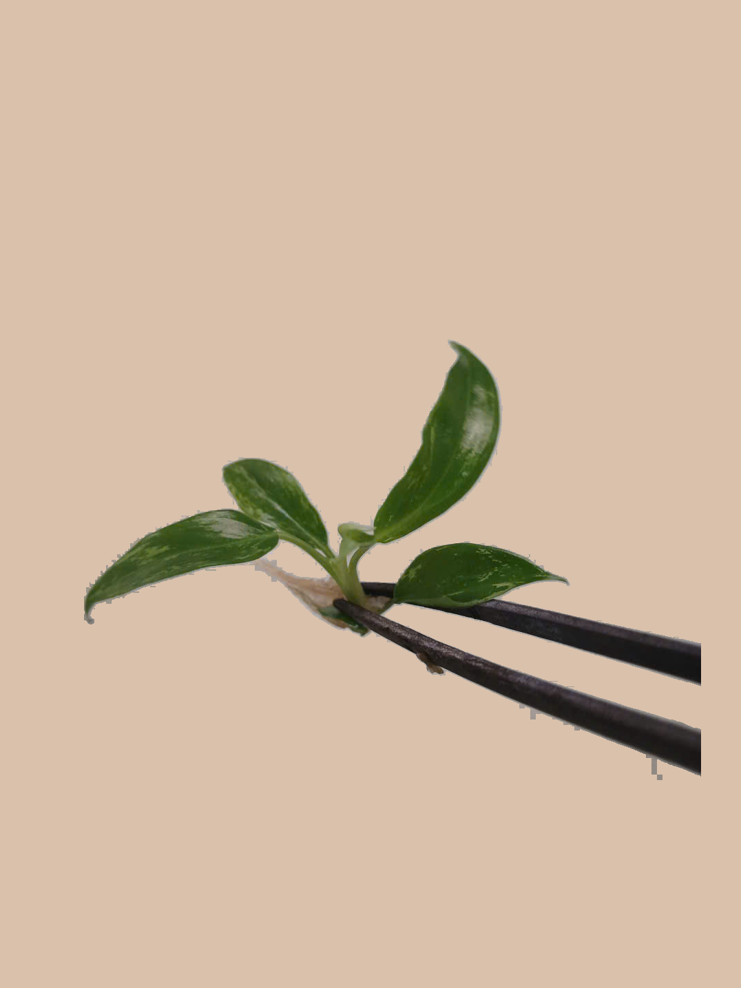 Philodendron Minarum Variegated cultivar reference, photo 5. Packaging and mature-plant images are illustrative; sold as 1 plant per bag.