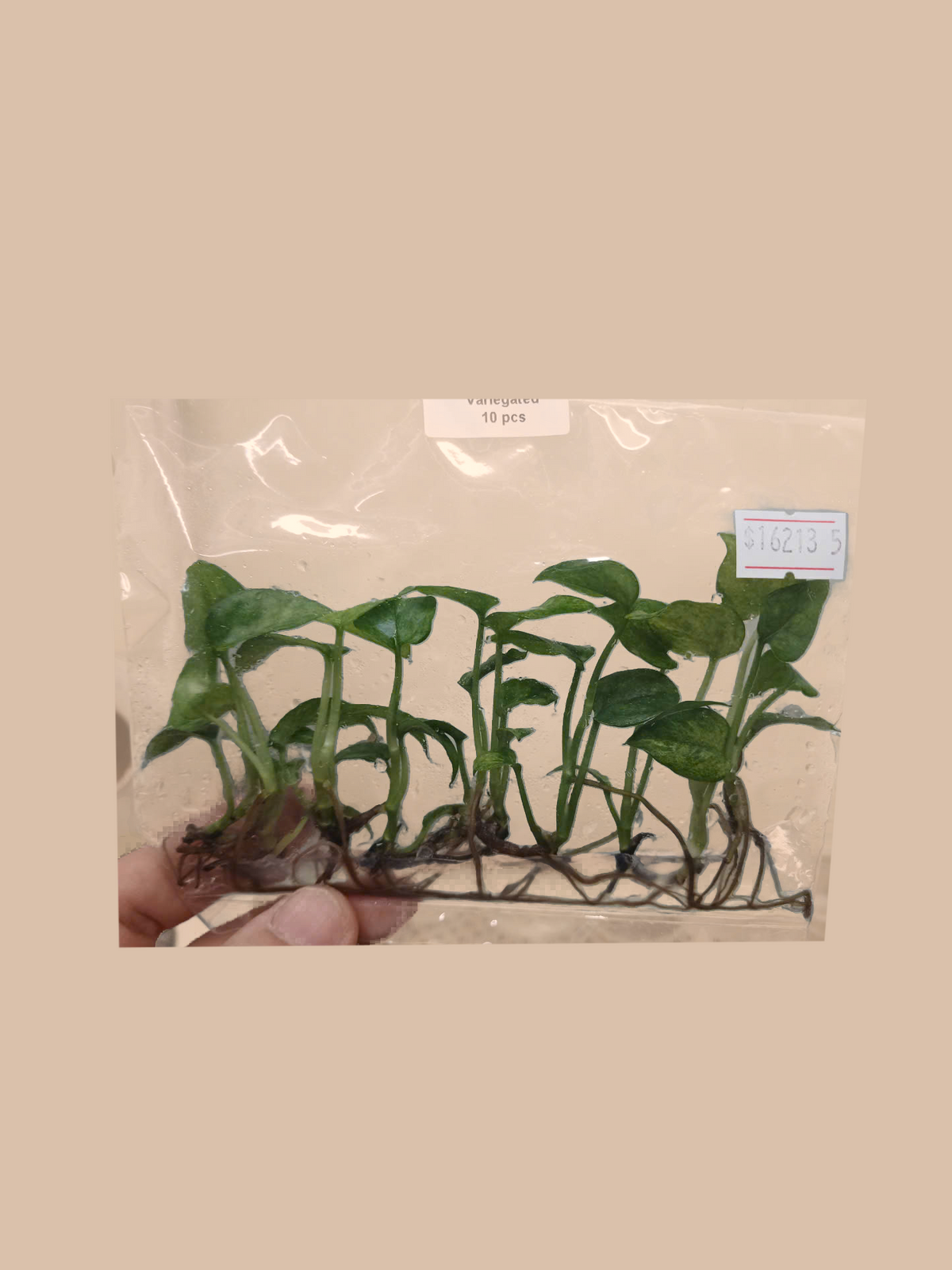 Philodendron Minarum Variegated cultivar reference, photo 6. Packaging and mature-plant images are illustrative; sold as 1 plant per bag.