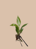 Philodendron ‘Calkins Gold’ cultivar reference. Packaging and mature-plant images are illustrative; sold as 1 plant per bag.