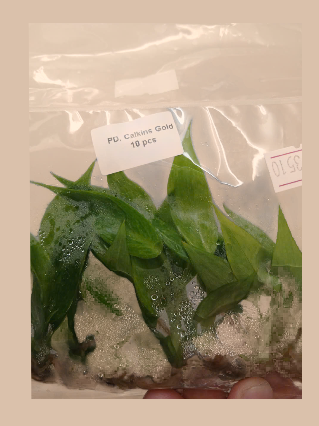 Philodendron ‘Calkins Gold’ cultivar reference, photo 2. Packaging and mature-plant images are illustrative; sold as 1 plant per bag.